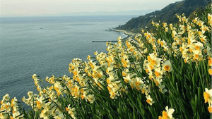 İzmir-Karaburun Nergis Çiçeği Festivali 